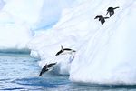 A Photographer's Antarctica - Joseph Van Os Photo Safaris