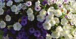 Captivating Color COMBINATIONS - vaughn's view - Greenhouse Product News