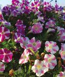 Captivating Color COMBINATIONS - vaughn's view - Greenhouse Product News