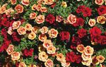 Captivating Color COMBINATIONS - vaughn's view - Greenhouse Product News