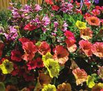 Captivating Color COMBINATIONS - vaughn's view - Greenhouse Product News