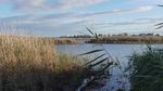 Wetland Warbler - Friends of Edithvale ...