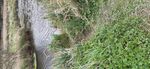 ECOLOGICAL IMPACT ASSESSMENT (ECIA) OF FLOOD IMPROVEMENT WORKS ANNE VALLEY WALKWAY, DUNHILL, CO.WATERFORD. BY JOHN DERWIN BSC., MSC. AGR. APRIL ...