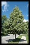 2021 Boulevard Tree List - Minot Park District