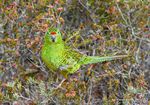 WINTER Vol: 3/2021 - Molecular Ecology Lab at Flinders University