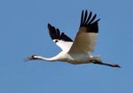 South Texas in Winter - High Lonesome Bird Tours