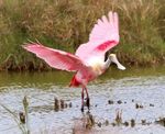 South Texas in Winter - High Lonesome Bird Tours