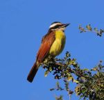 South Texas in Winter - High Lonesome Bird Tours