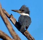 South Texas in Winter - High Lonesome Bird Tours