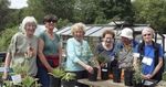 The Grapevine - Finchley Horticultural Society