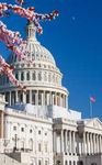 WASHINGTON D.C. CHERRY BLOSSOMS TOUR! - Executive Travel