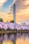 WASHINGTON D.C. CHERRY BLOSSOMS TOUR! - Executive Travel