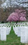 WASHINGTON D.C. CHERRY BLOSSOMS TOUR! - Executive Travel