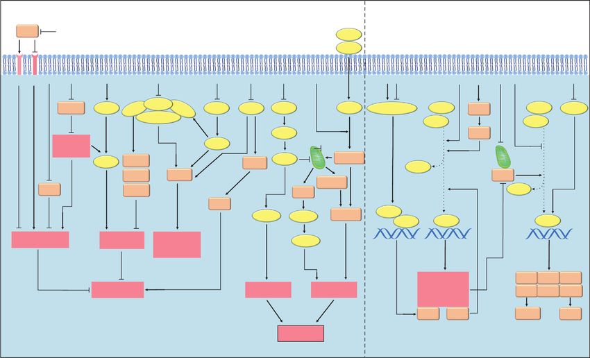 Review Article Biological Functions Of Diallyl Disulfide, A Garlic ...