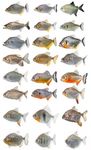 Hyperspectral data as a biodiversity screening tool can differentiate among diverse Neotropical fishes