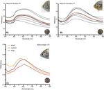 Hyperspectral data as a biodiversity screening tool can differentiate among diverse Neotropical fishes