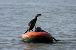 The spirit of adventure - Experience the variety of habitats in Essex Visit the Managed realignment Expert local introduction to the local ...