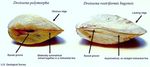 Quagga Mussel and Zebra Mussel - Dreissena polymorpha Pallas and Dreissena bugensis Andrusov - USU Extension