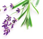 Aromatherapy essential oils - health happiness comfort the art and science of using