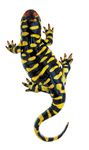 REPTILE AND AMPHIBIAN STUDY - Boy Scouts of America