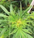 AN INTRODUCTION TO INTEGRATED PEST MANAGEMENT FOR INDOOR HEMP