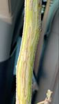 Verticillium Wilt of Pistachio - Cooperative Extension