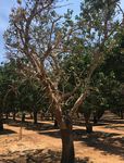 Verticillium Wilt of Pistachio - Cooperative Extension