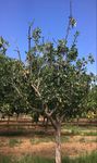 Verticillium Wilt of Pistachio - Cooperative Extension