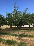 Verticillium Wilt of Pistachio - Cooperative Extension