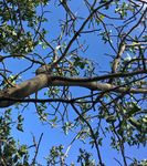 Verticillium Wilt of Pistachio - Cooperative Extension