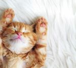 JOINT POLISH-GERMAN CRYSTALLOGRAPHIC MEETING 2020 JPGCM-2020 - POLISH CRYSTALLOGRAPHIC ASSOCIATION