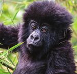 Volcano threatens gorillas and rangers