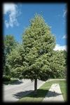 2021 Boulevard Tree List - Minot Park District