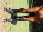 YEARLING INFO PACK Lot 833 Sweynesse - Inertia Filly - Inertia Filly 2021 NZB BOOK TWO ...