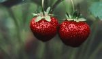 Organic Strawberry Production - MOFGA FACT SHEET #2