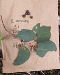 Growing Morrisby's gum - Not a drought tolerant species! - NRM South