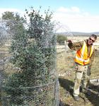 Growing Morrisby's gum - Not a drought tolerant species! - NRM South