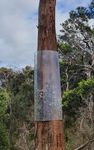 Growing Morrisby's gum - Not a drought tolerant species! - NRM South