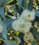 Growing Morrisby's gum - Not a drought tolerant species! - NRM South