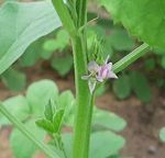 An easy method of artificial hybridization in two arid legumes, guar (Cyamopsis tetragonoloba Taub.) and moth bean Vigna aconitifolia (Jack.) ...