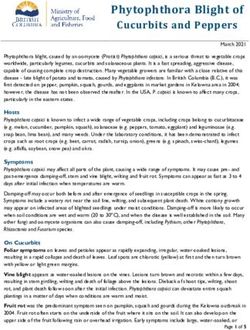 Phytophthora Blight of Cucurbits and Peppers