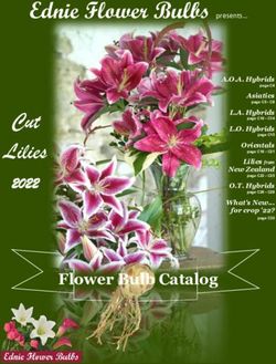 Cut Lilies 22002222 - Ball Seed Company