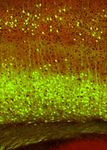 Genetic dissection of the glutamatergic neuron system in cerebral cortex