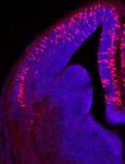 Genetic dissection of the glutamatergic neuron system in cerebral cortex