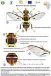 Support Project to the Regional Plan for Fruit Flies Monitoring and Control in West Africa