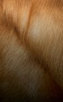 PREPARING FOR PREGNANCY - GOLDEN RETRIEVERUpdate - Purina ...