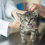 BY THE NUMBERS - REPORT FOR VETERINARY SCHOOLS - SETTING A HIGHER STANDARD TOGETHER