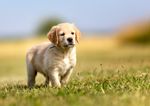 Golden Retriever Puppy Training Timeline: From 8 Weeks to 2 Years - GoldenSoul Dogs