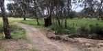 Castlemaine Golf Club - The Fairway - Spring, 2021