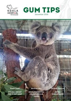 Gum Tips - IT'S ALL ABOUT THE RIGHT LEAF - Koalahilfe